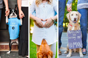 28 annonces de grossesse dignes d'un chien avec des chiens